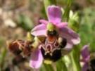 Ophrys scolopax